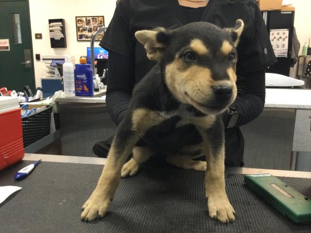Adoptable Dog
