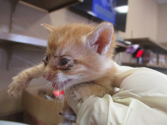 Perry