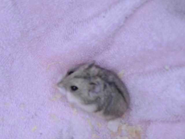 Hamster#7