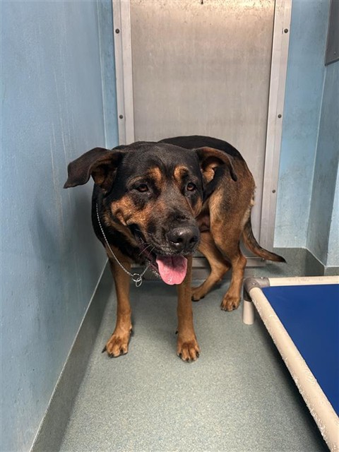 Adoptable Dog