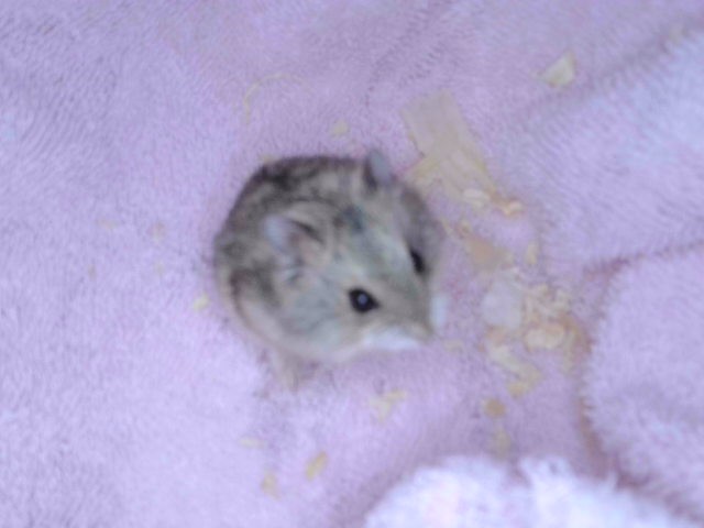 Hamster#8