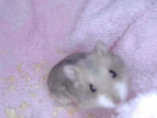Hamster#4