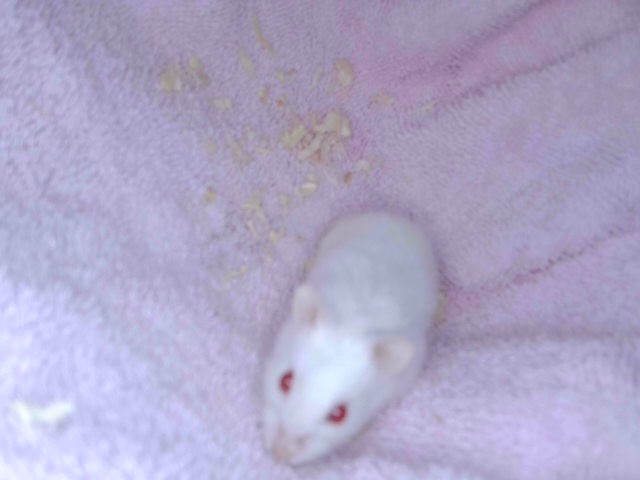 Hamster#2