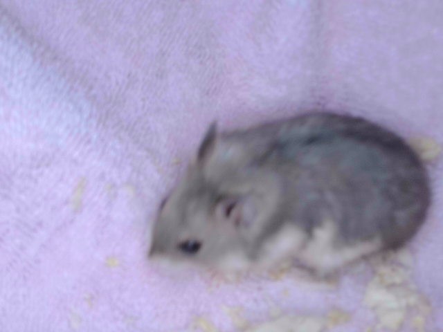 Hamster#3