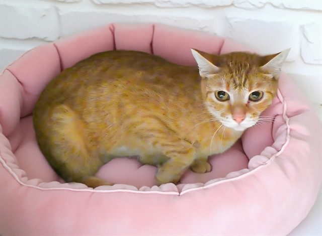 Cantaloupe