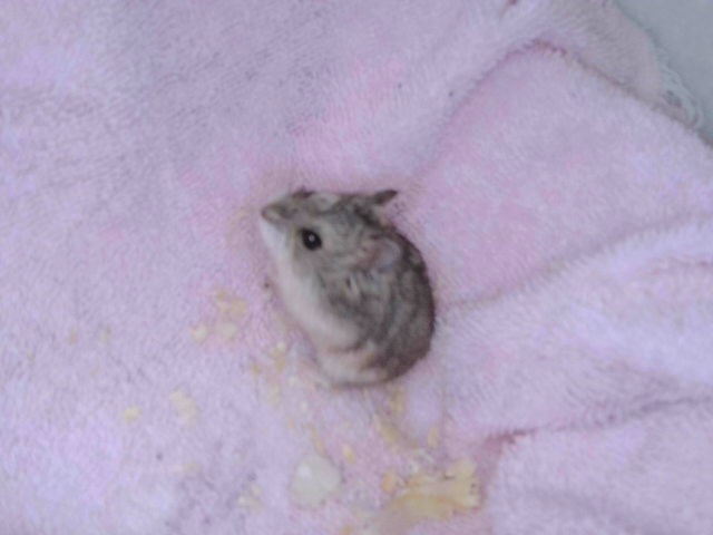 Hamster#6