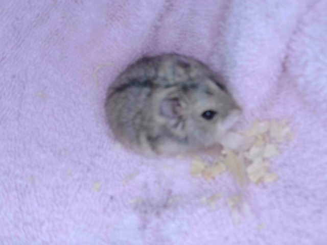 Hamster#9
