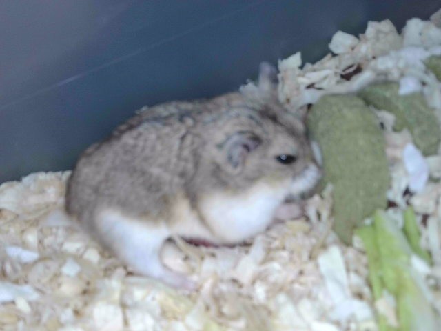 Hamster#10