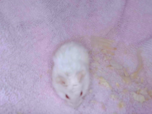 Hamster#5