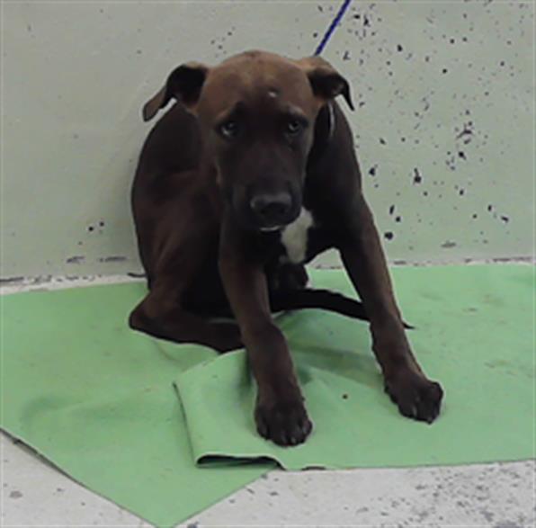 Pony