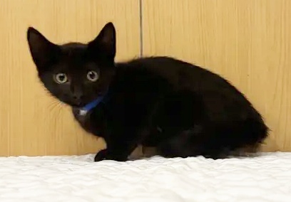 Sammy