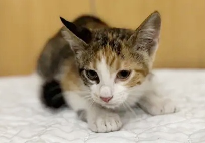 Lillian