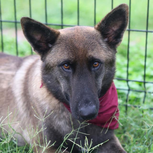 Dora