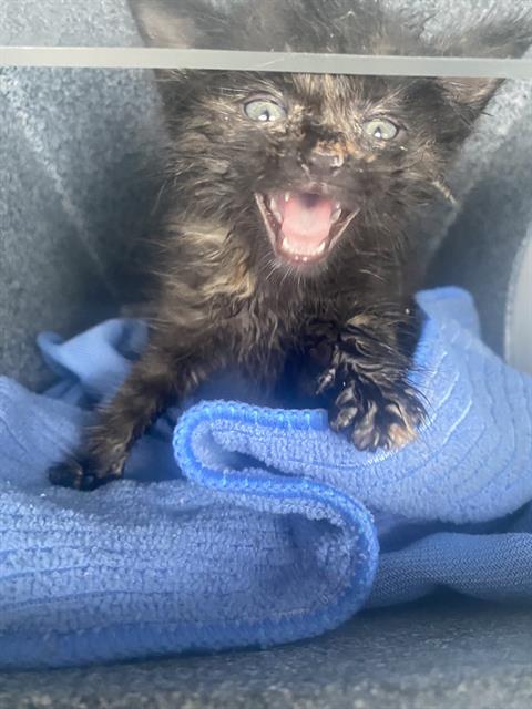 Little Rascal