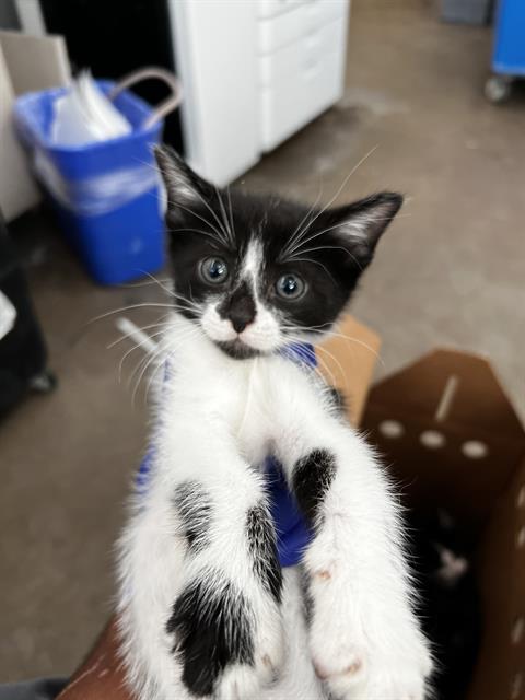 Leo