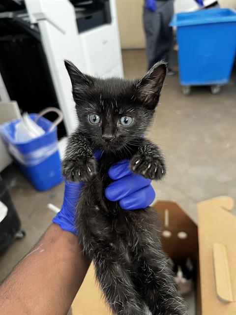 Simba