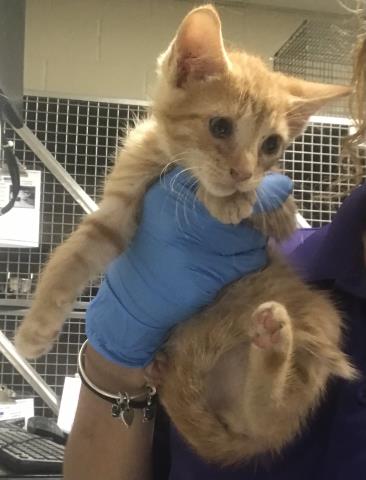 Adoptable Cat