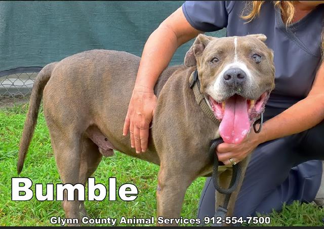 Bumble