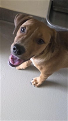 Archie