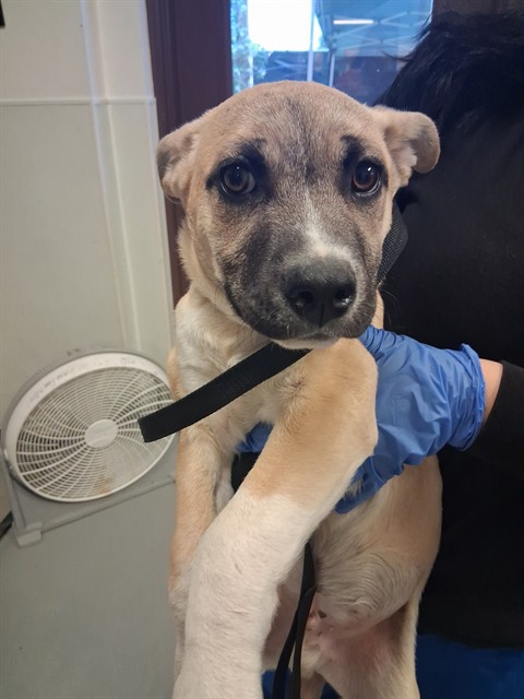 Adoptable Dog