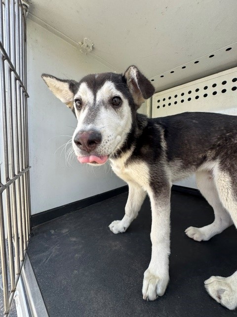 Adoptable Dog