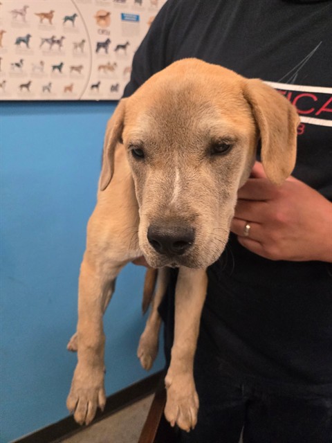 Adoptable Dog