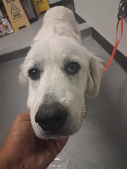 Adoptable Dog