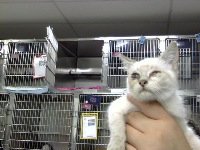 Adoptable Cat