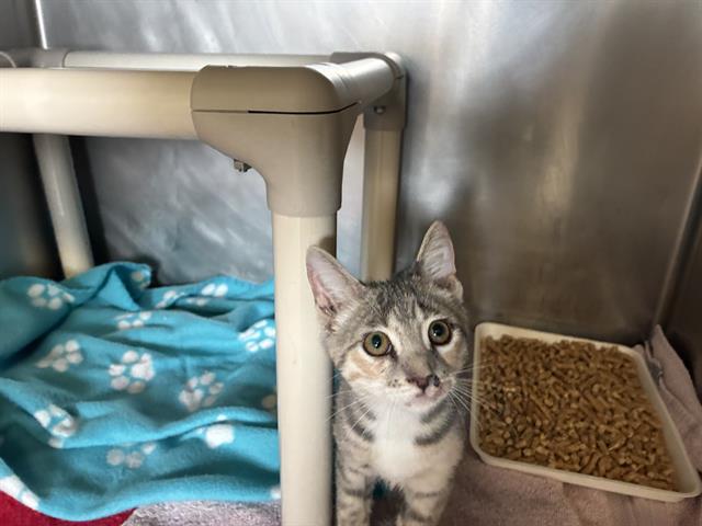 Adoptable Cat