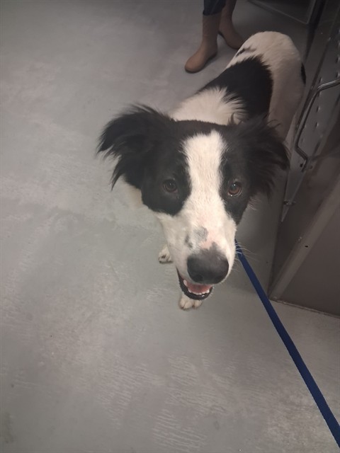 Adoptable Dog