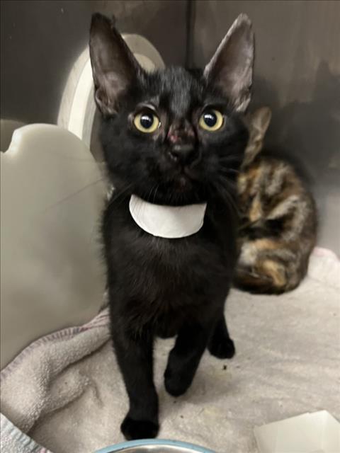 *Figaro