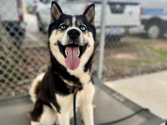Gina