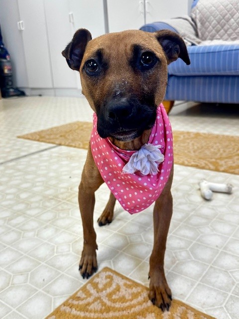 Marcie