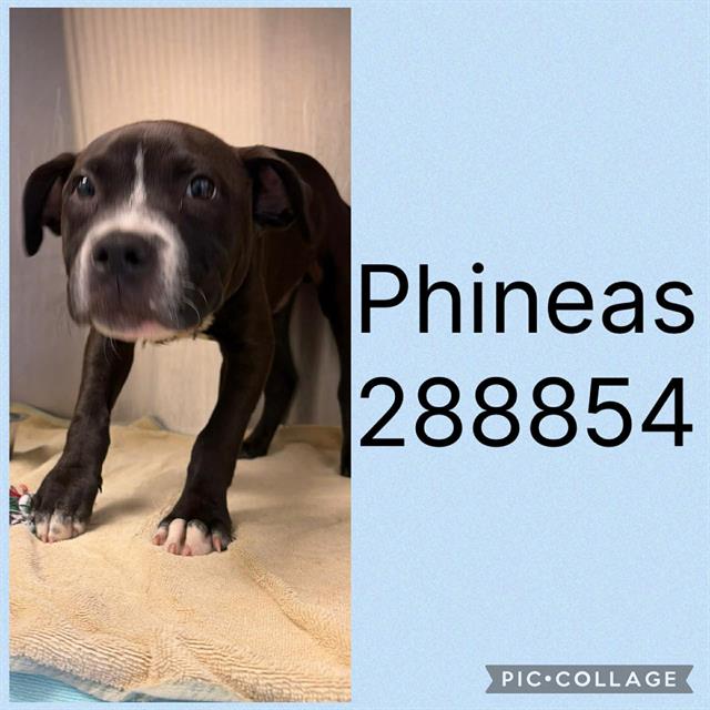 Phineas