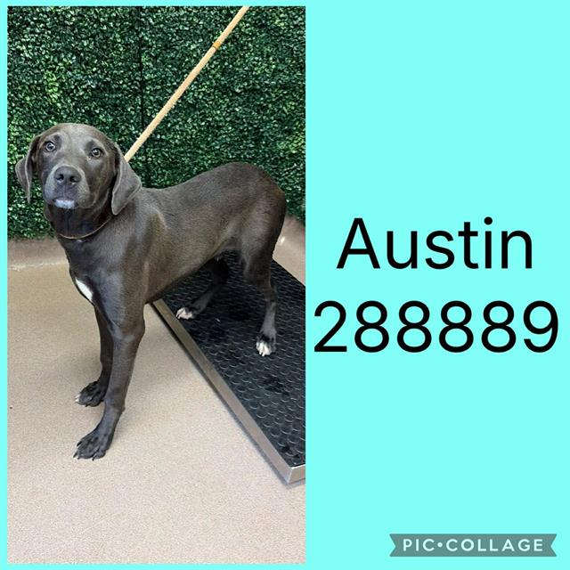 Austin