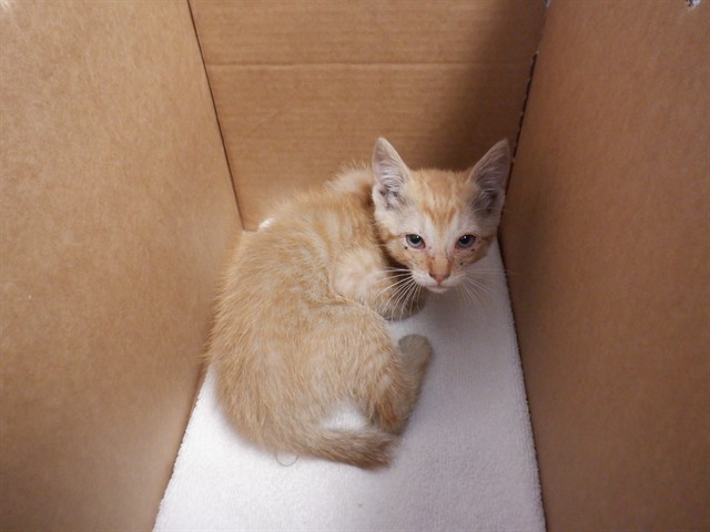 Adoptable Cat