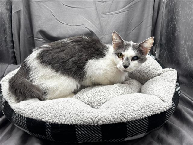 Amelia