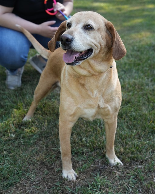 Reba