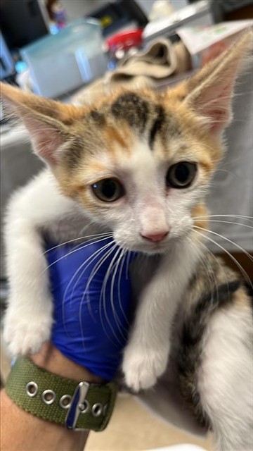 Juno