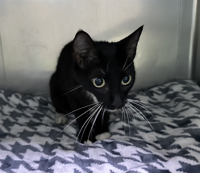 Adoptable Cat