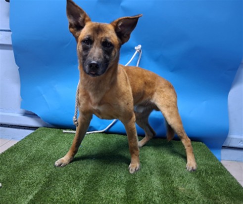 Adoptable Dog