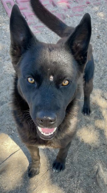 Urgent Med Adopt Igor