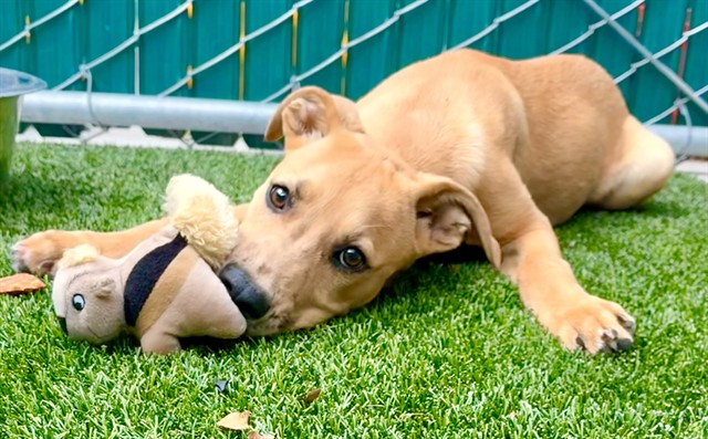 Urgent Med Adopt Bandit