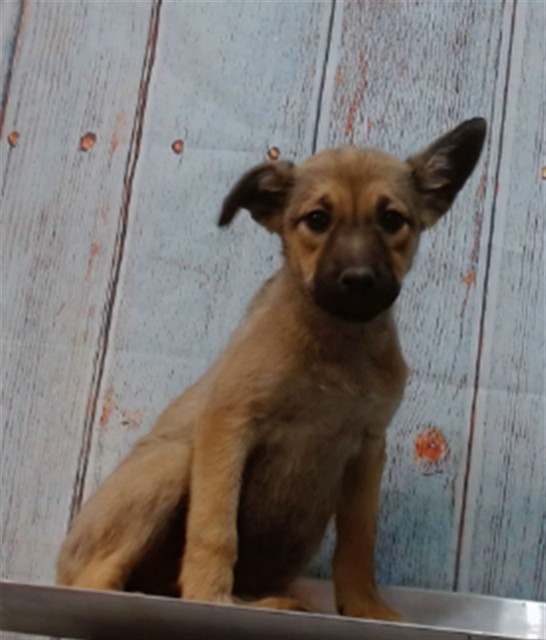 Chloe