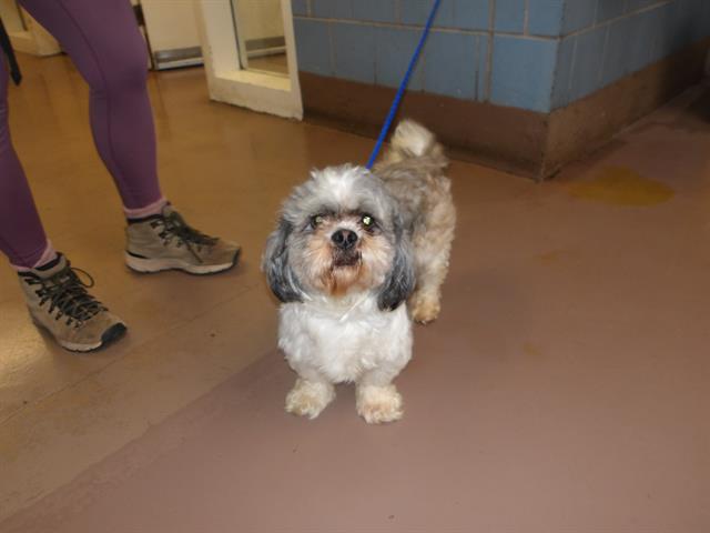 Adoptable Dog