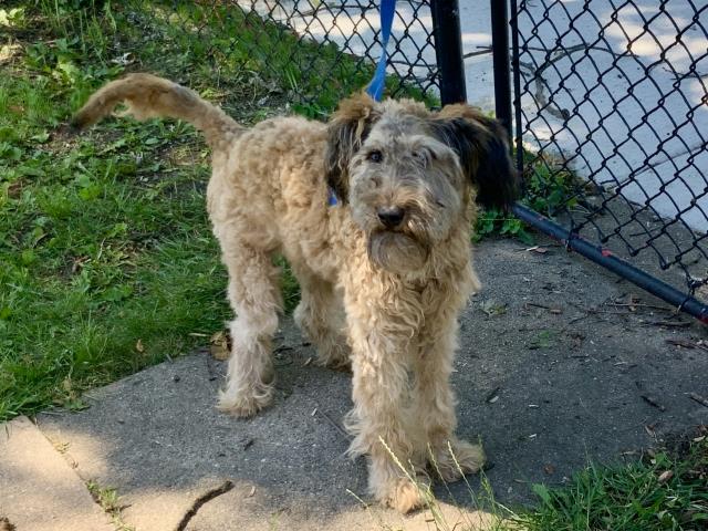 Adoptable Dog