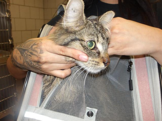 Adoptable Cat