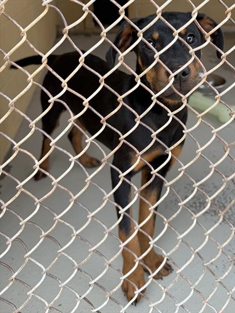 Adoptable Dog