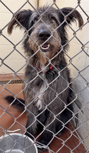 Adoptable Dog