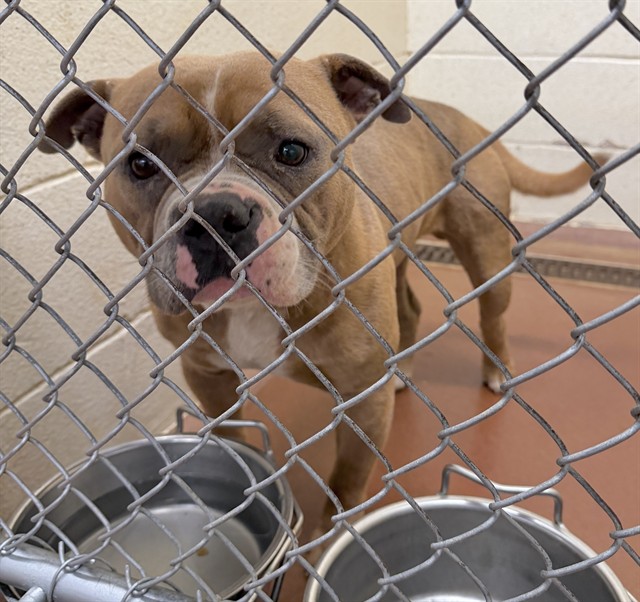 Adoptable Dog